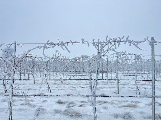 Minnesota Grapes: Innovation in Cold-Climate Viticulture