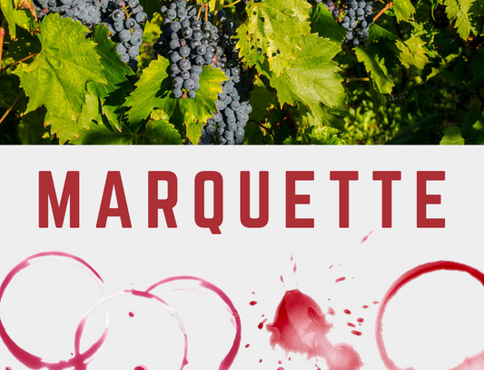 Marquette "The Jewel of Cold-Climate Wine"